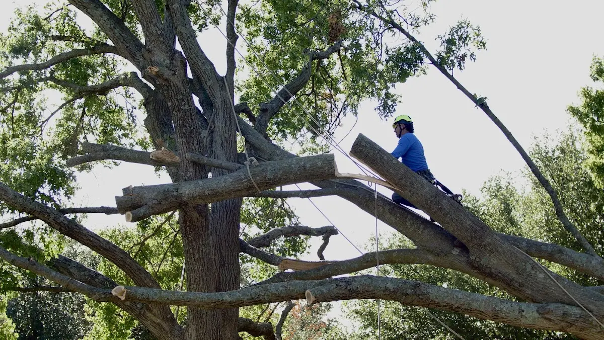 Professional Crown Thinning performed by certified arborists in Driver